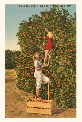 Journal d'époque Femmes cueillant des oranges, Floride - Vintage Journal Women Picking Oranges, Florida