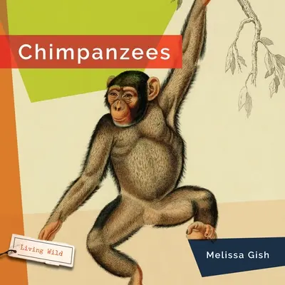 Chimpanzés - Chimpanzees