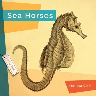 Hippocampes - Seahorses