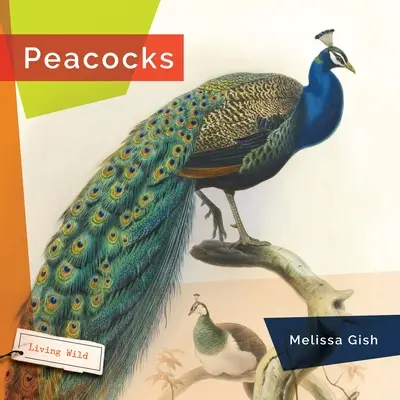 Paons - Peacocks