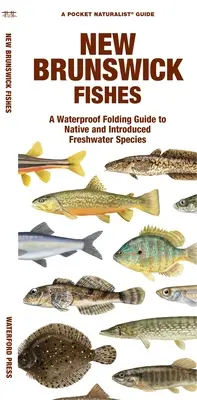 Poissons du Nouveau-Brunswick : Guide de pliage à l'épreuve de l'eau pour les espèces d'eau douce indigènes et introduites - New Brunswick Fishes: A Waterproof Folding Guide to Native and Introduced Freshwater Species