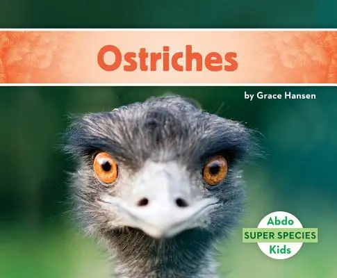 Autruches - Ostriches