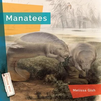 Lamantins - Manatees