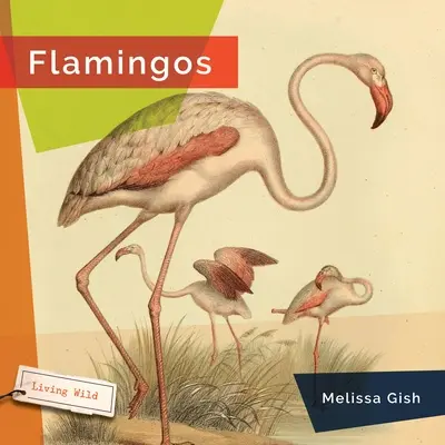 Flamants - Flamingos