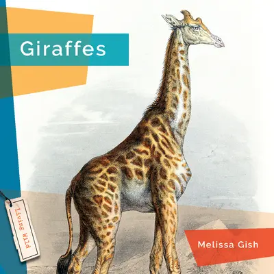 Girafes - Giraffes