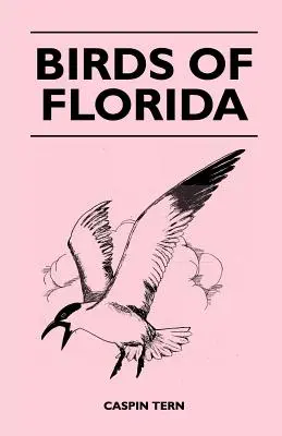 Oiseaux de Floride - Birds of Florida