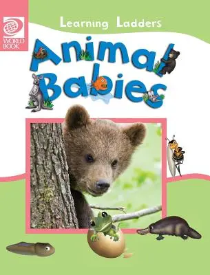 Bébés animaux - Animal Babies