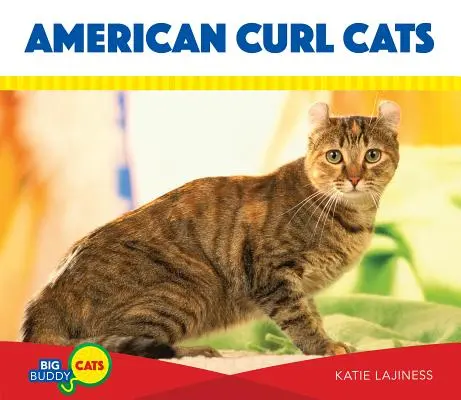 Chats American Curl - American Curl Cats