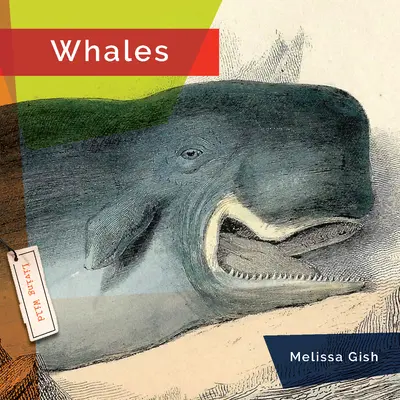 Baleines - Whales