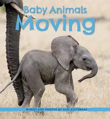 Bébés animaux en mouvement - Baby Animals Moving
