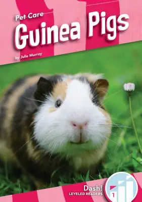 Cochons d'Inde - Guinea Pigs