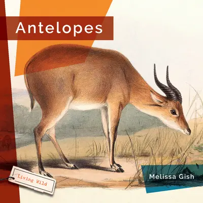 Antilopes - Antelopes