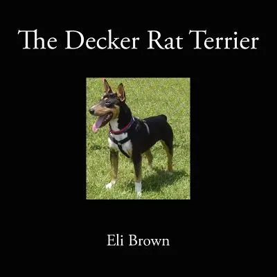 Le rat-terrier Decker - The Decker Rat Terrier