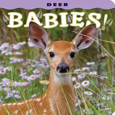 Les bébés cerfs ! - Deer Babies!