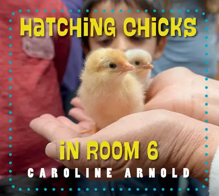 Éclosion des poussins dans la salle 6 - Hatching Chicks in Room 6