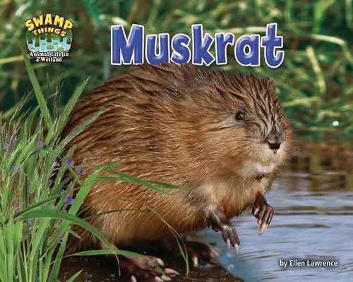 Rat musqué - Muskrat