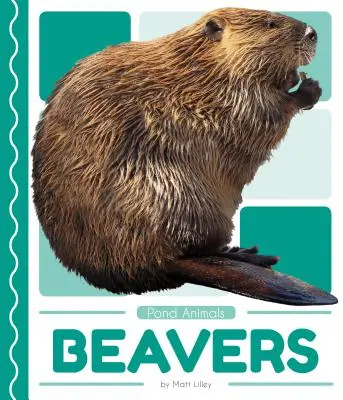 Castors - Beavers