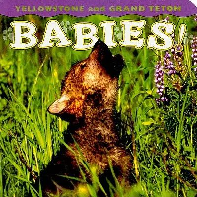 Les bébés de Yellowstone et de Grand Teton ! - Yellowstone and Grand Teton Babies!