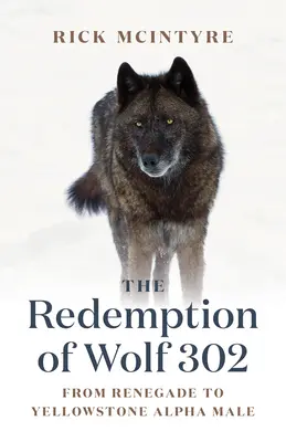 La rédemption du loup 302 : Du renégat au mâle alpha de Yellowstone - The Redemption of Wolf 302: From Renegade to Yellowstone Alpha Male