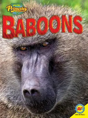 Babouins - Baboons