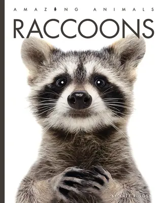 Raton laveur - Raccoons