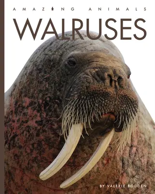 Morses - Walruses