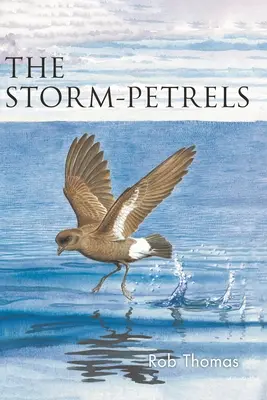 Océanites - Storm-Petrels