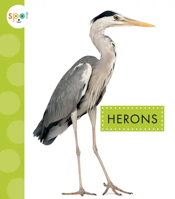 Hérons - Herons