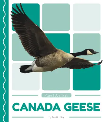 Oies du Canada - Canada Geese