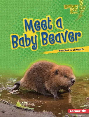 Rencontre avec un bébé castor - Meet a Baby Beaver